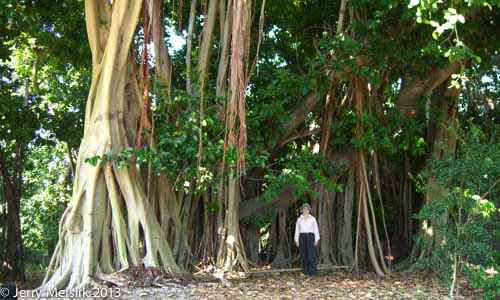 IN nature